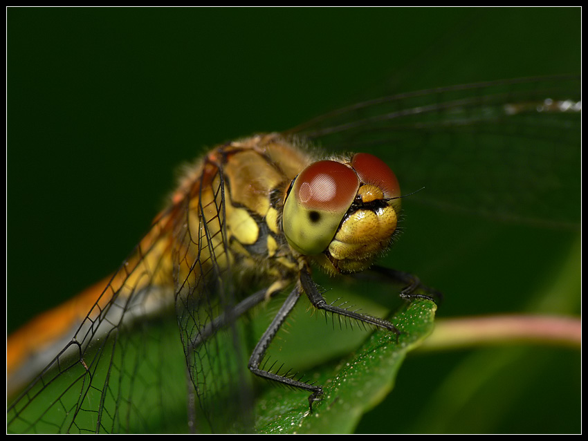 Szablak krwisty (Sympetrum sanguineum)