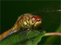 Szablak krwisty (Sympetrum sanguineum)