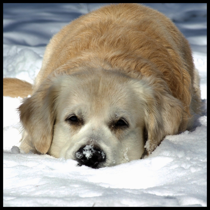 Dogseal