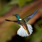 White-necked Jacobin