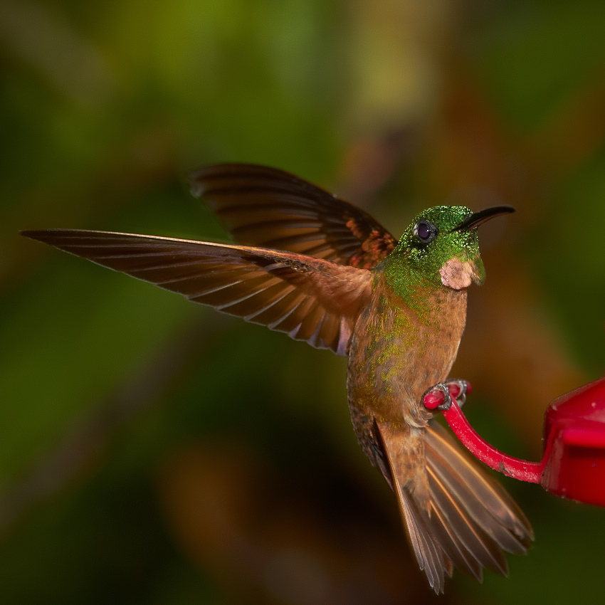 Fawn-breasted Brilliant