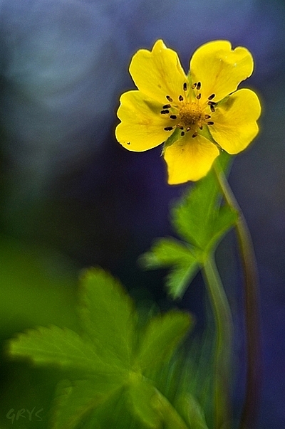 Pięciornik rozłogowy (Potentilla reptans L.)