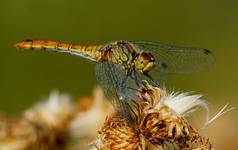 Szablak krwisty Sympetrum sanguineum