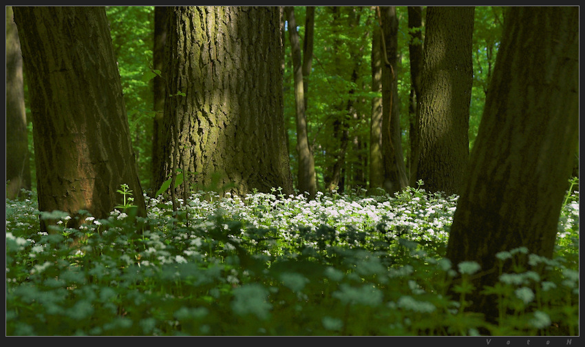 Grądy odrzańskie      (obszar natura 2000)