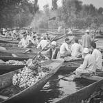 Dal Lake series