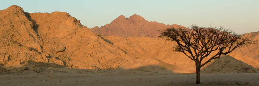 camel tree