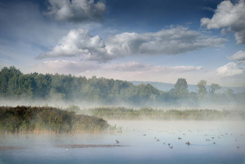 siedlisko ptaków