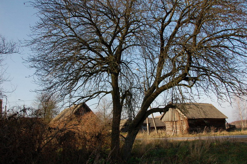 Babia Góra w Puszczy Białowieskiej