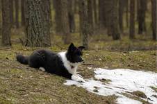 Border Collie