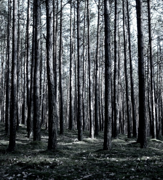 Depressive forest