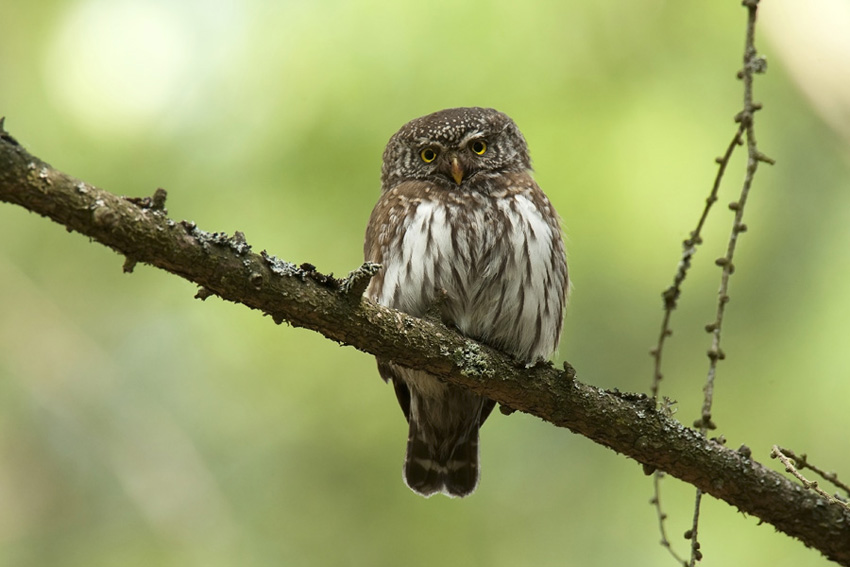 Sóweczka