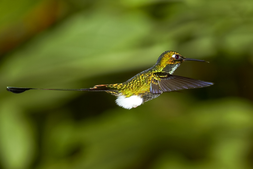 Booted Racket-tail