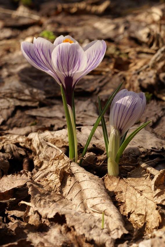 Krokusy