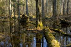 Puszcza Białowieska