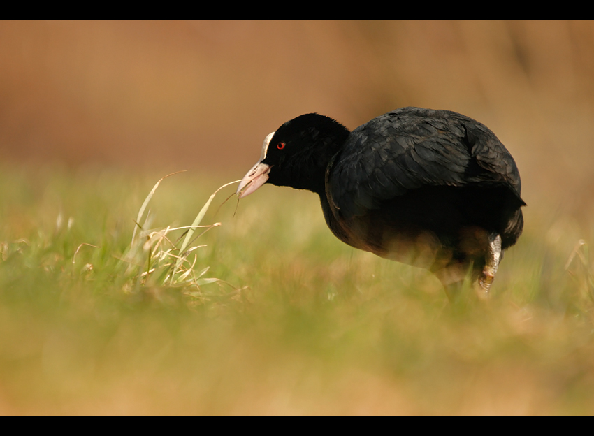 Łyska (Fulica atra)