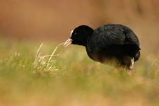 Łyska (Fulica atra)