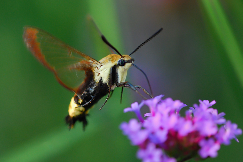 Colibri...