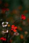 Kuklik szkarłatny - (Geum coccineum)