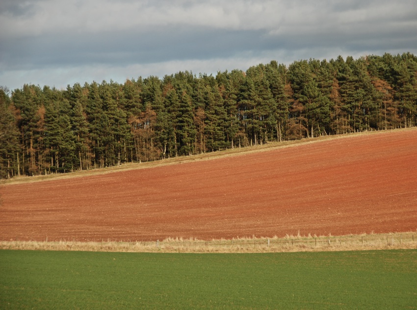 Scottish Fields