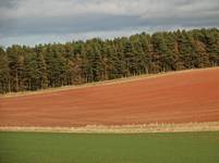 Scottish Fields