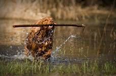 Spaniel ( wersja wodno- lądowa)  :-)