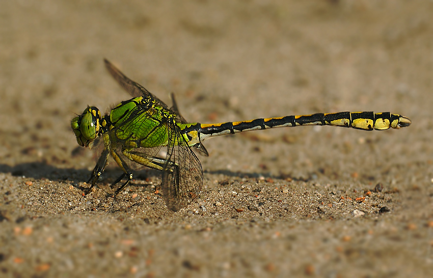 Trzepla zielona Ophiogomphus cecilia