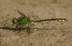 Trzepla zielona Ophiogomphus cecilia