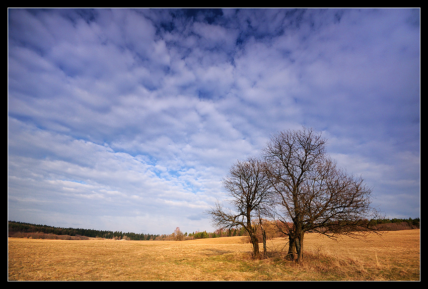 Przedwiośnie