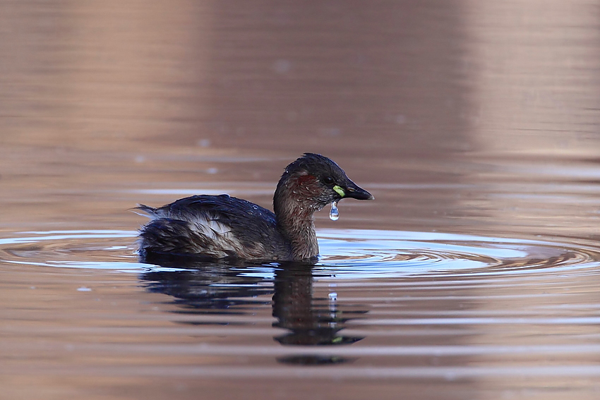 Perkozek Tachybaptus ruficollis