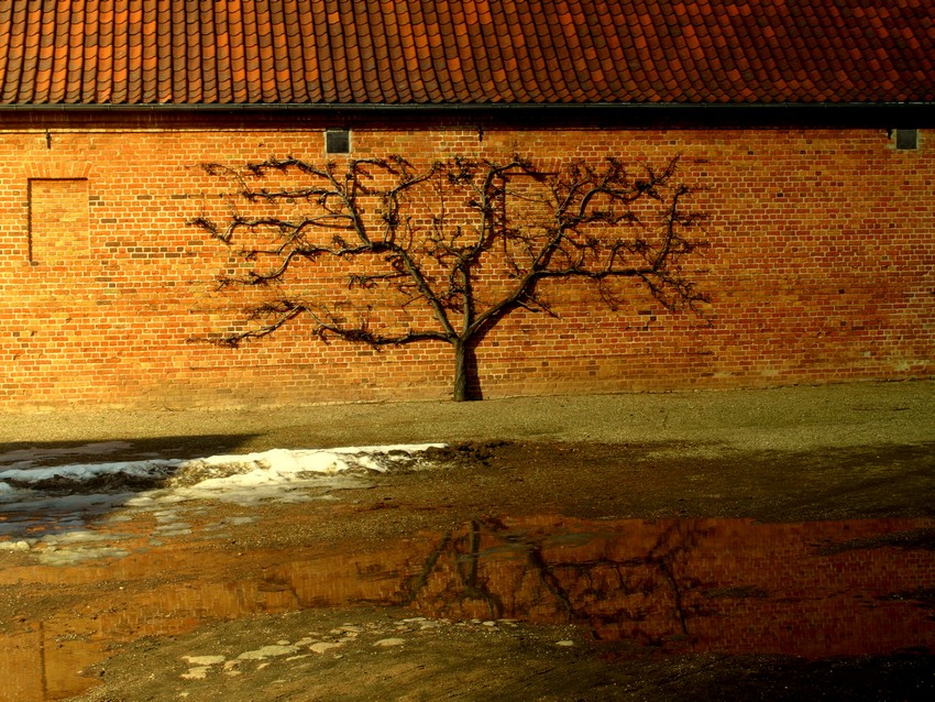 bonsai murale