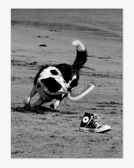 sport-dog