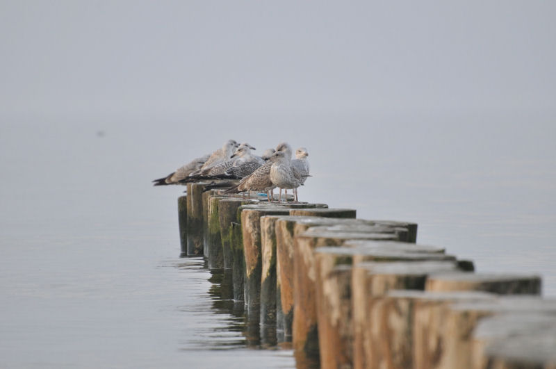 ustka3