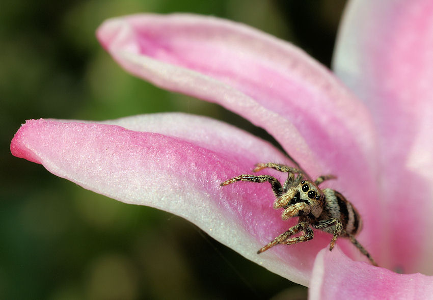 Skakun arlekinowy (Salticus scenicus)