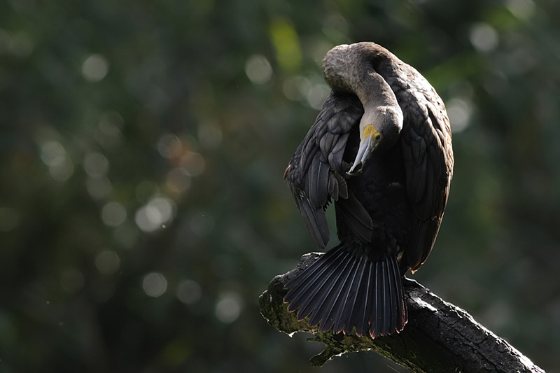 kormoran