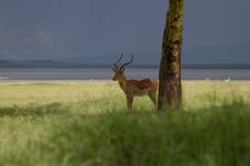 Impala - Nakuru Lake NP