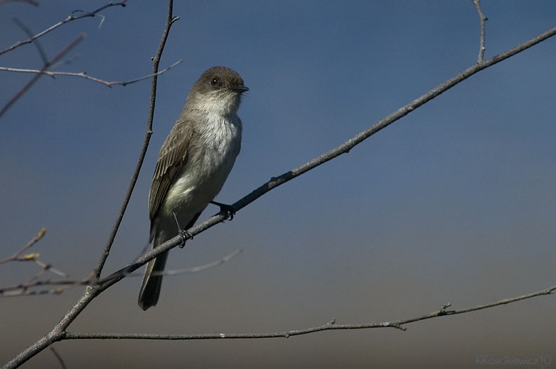 Flycatcher