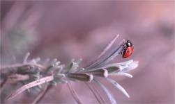 Ladybird