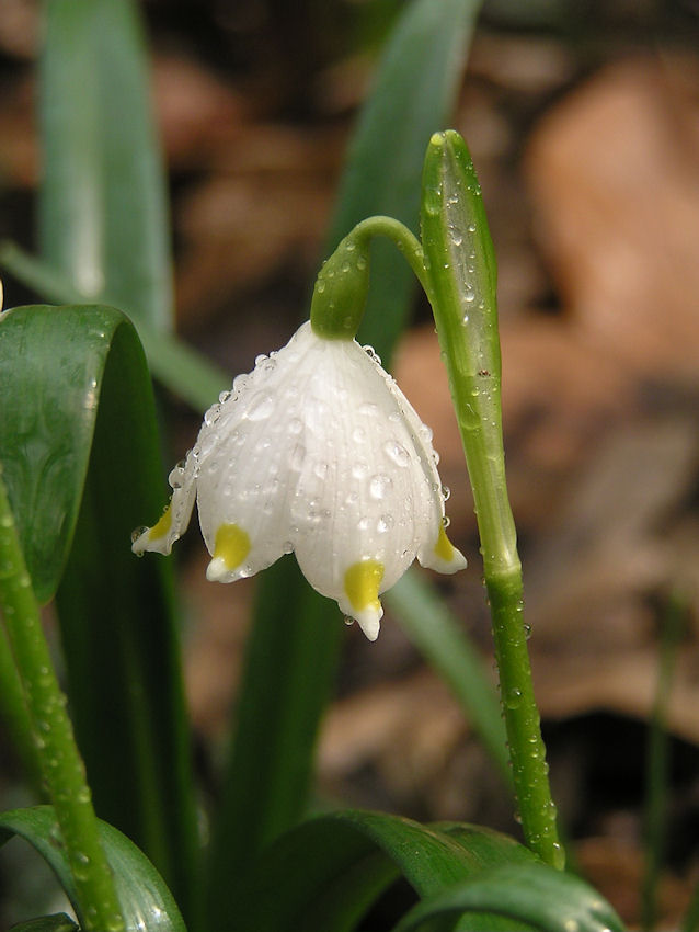 Śnieżyca wiosenna (Leucojum vernum)