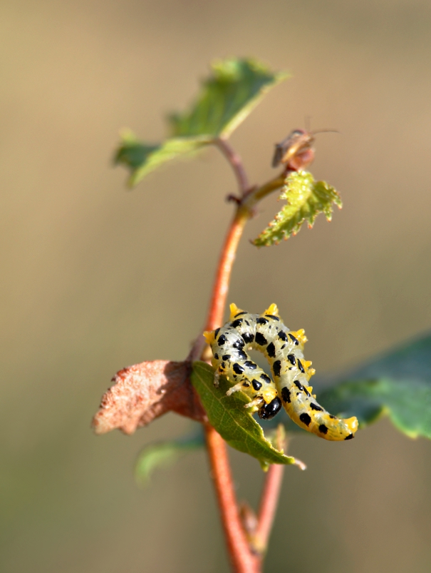 Płast brzozowiec-larwa