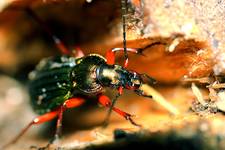 Carabus