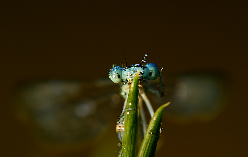 Tężnica wytworna Ischnura elegans