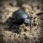 ~ Geotrupes Stercorarius ~