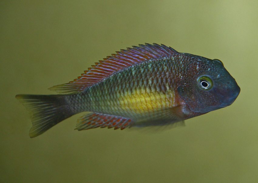 Tropheus