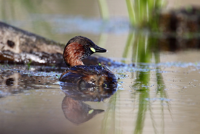 Perkozek Tachybaptus ruficollis