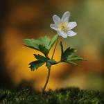 Zawilec gajowy (Anemone nemorosa), zwany dawniej też niestrętkiem.