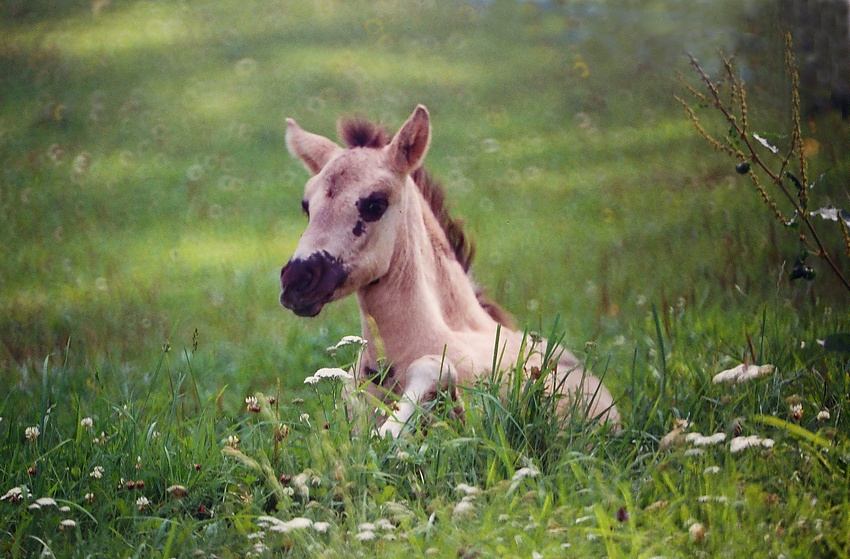 Konik Polsk Białowieża