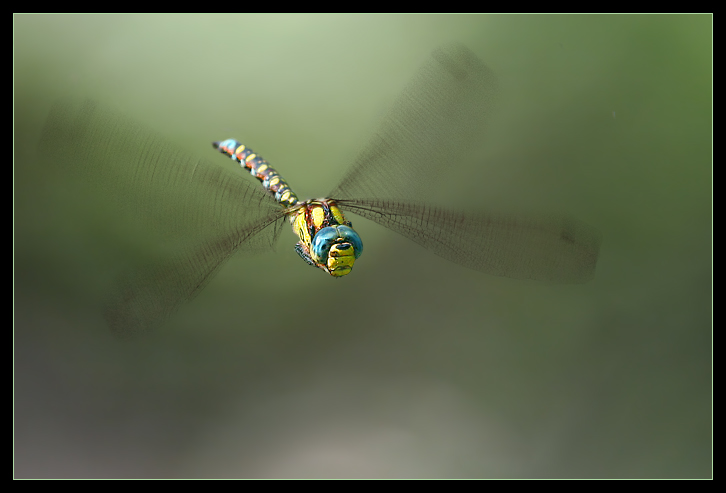 Dragonfly