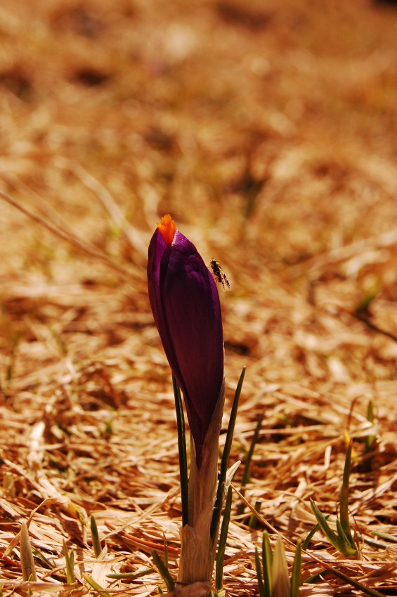 krokus prosto z Tatr