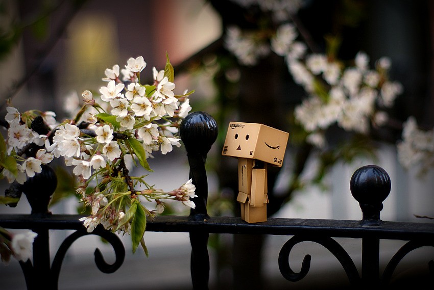 Wiosenny Danbo