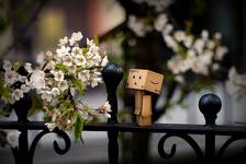 Wiosenny Danbo